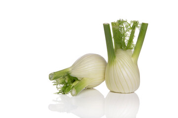 Two fennel vegetables on a white background with reflection