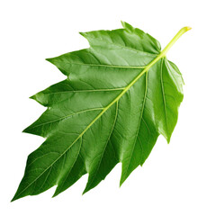 Maple leaves isolated on transparent background