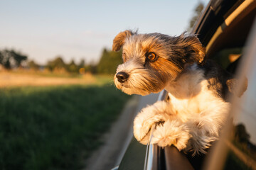 Head of happy lap dog looking out of car window. Curious terrier enjoying road trip on sunny summer day.. - 712474379