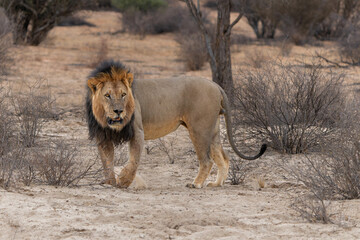 Lion (Panthera leo) walking in the sand of the Kalahari Desert. This dominant male lion was protecting his prey in the Kgalagadi Transfrontier Park in South Africa.