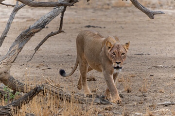Lioness (Panthera leo) walking in the Kalahari Desert in the Kgalagadi Transfrontier Park in South Africa