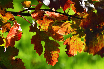 Foglie di vite, Toscana