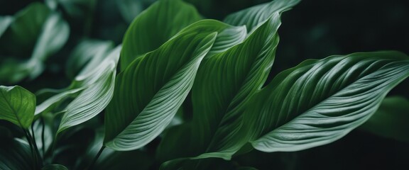 leaves of Spathiphyllum cannifolium in the garden, abstract green texture, nature dark tone backgroud