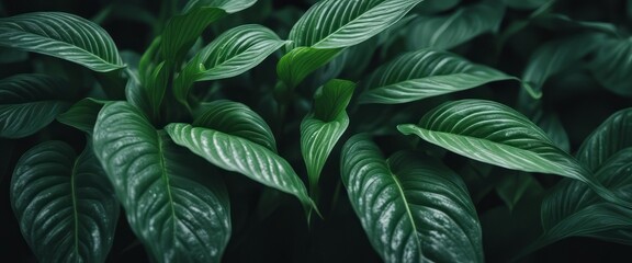 leaves of Spathiphyllum cannifolium in the garden, abstract green texture, nature dark tone backgroud