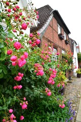Fototapeta na wymiar blooming pink roses near the house