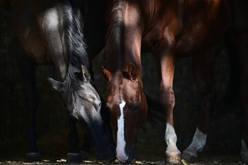 Schöne Pferde im Portrait bei stimmungsvollem Licht - obrazy, fototapety, plakaty