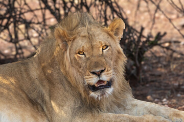 Fototapeta premium A lion, its belly full of giraffe, rests in the morning heat at a game reserve in central Namibia.