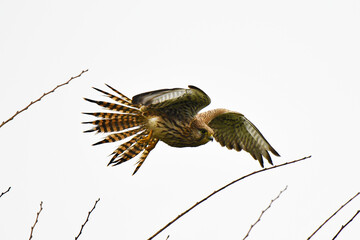 Falco in picchiata!