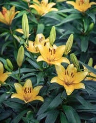 Nature background with yellow lilies among deep green leaves © juanorihuela