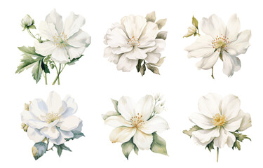 Set of white watercolor flowers. Wedding concept. Floral poster, invitation. Elements for postcard or invitation design background. Vector illustration