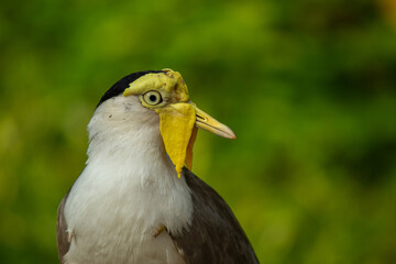 Portrait of Masked lapwing or vanellus miles bird isolated on green background