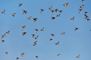 Uccelli in volo, Toscana