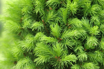 Fresh spruce branch in spring forest. Fir branches with fresh green shoots. Young growing fir tree sprouts on branch. Green buds. Natural coniferous background texture. Spring nature. Tree twig
