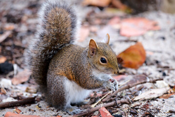 Eichhörnchen in Florida