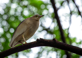 India's Waterside Stalker - Indian Pond Heron (Ardeola grayii)