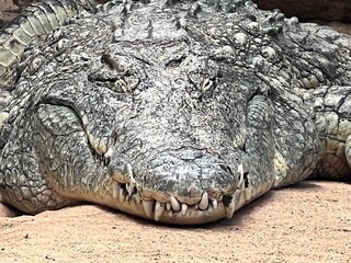 close up of crocodile head
