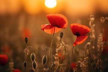 A field of red poppy flowers against a sunset background illustration.