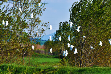 Volo di garzette, Toscana