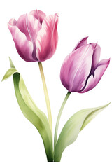 Two Watercolor tulips. Vibrant floral arrangement isolated botanical illustration. Blossom tulip flowers design.