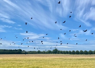 Black birds
