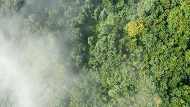 Aerial Top Shot Of Tranquil Green Trees In Jungle, Drone Flying Upwards On Sunny Day - Savoie, France