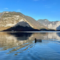 Fototapeta na wymiar A duck gracefully swimming in Lake Hallstatt, Austria.