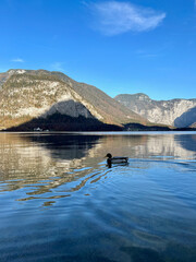 A duck gracefully swimming in Lake Hallstatt, Austria.