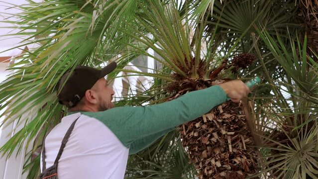 A gardener trims a palm tree branch with long thorns using sharp shears.