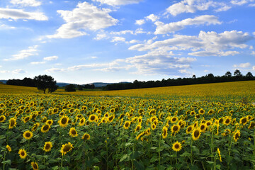 Fototapeta premium Girasoli, Toscana