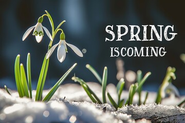 Delicate spring background featuring melting snow spring is coming words on a card