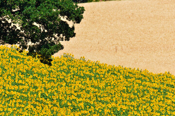 Girasoli, Toscana © Federico