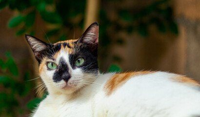 Gato viendo al frente 