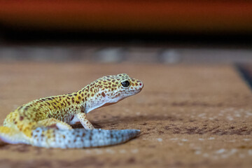 Gekon Lamparci  © lysy33331