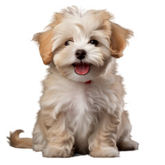 Havanese Bichon Realistic Illustration of Dog Isolated on White Background Dog Breeds AI-Generated