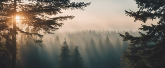 Fototapeta na wymiar spruce treetops on a hazy morning. wonderful nature background with sunlight coming through the fog