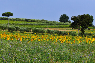Fototapeta premium Girasoli, Toscana