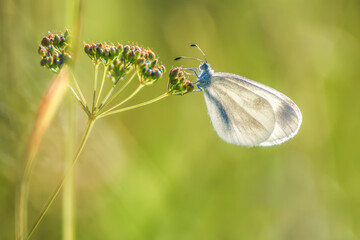 Leptidea juvernica butterfly sitting in tall grass