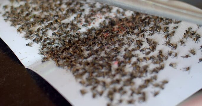 in fly trap glue.Fly trap glue on white background.Flies stuck  sticker or fly trap.