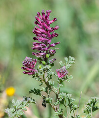 Flowers of Common fumitory, Fumaria officinalis. It is a herbaceous annual flowering plant in the poppy family. Photo taken in Ciudad Real province, Spain