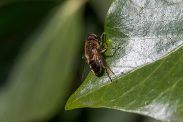Hover fly, an insect in the family Syrphidae