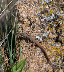 Algerian psammodromus, Psammodromus algirus. Photo taken in La Pedriza, Guadarrama Mountains National Park, Madrid, Spain.
