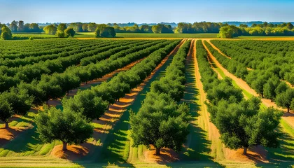 Gartenposter Morning view of fruit bearing orange orchard with trees in USA, view of agricultural field, Orange trees, Natural example of farm with green field, Beauty in nature, Sustainable agriculture, © Perecciv