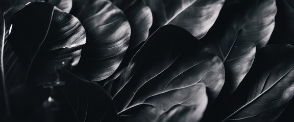 Fototapeta premium Textures of abstract black leaves for tropical leaf background. Flat lay, dark nature concept