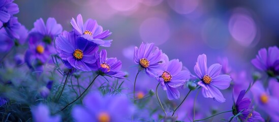 Fototapeta na wymiar Blooming purple flowers in the garden.