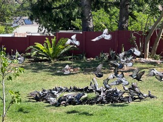 Pigeons gathering to feed