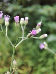 pink and yellow flower