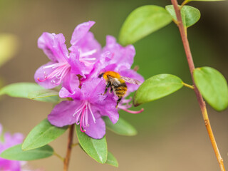 Pink flowers of Siberian rhododendron copy space. Rhododendron dauricum. Spring flowering of Altai rhododendron.
