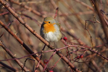 European Robin (Erithacus rubecula) Muscicapidae family. In the cold January sun in Hanover, Germany.