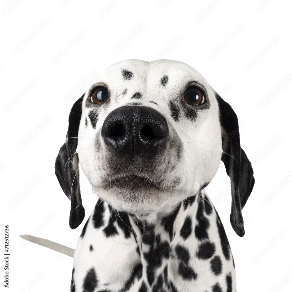 Poster head shot of nosey and curious dalmation dog. wide angle picture with nose close to lens sniffing. i