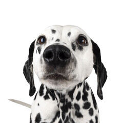 Head shot of nosey and curious Dalmation dog. Wide angle picture with nose close to lens sniffing. Isolated cutout on a white background.